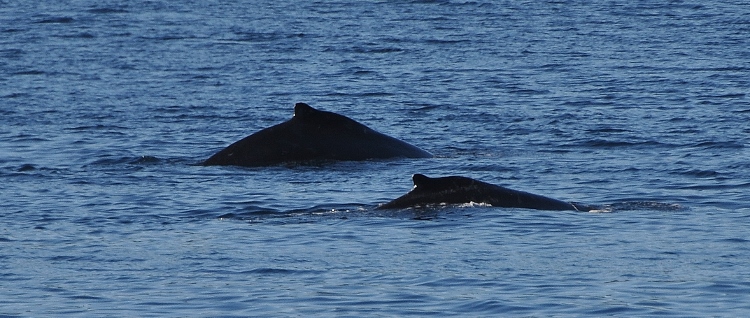 two whales
